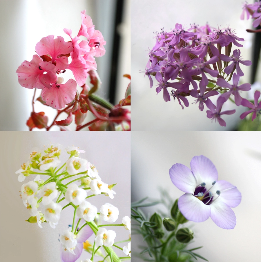 Seedy Cards - Plantable Seed Paper Greeting Card - Teacher