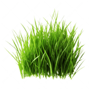 green grass to indicate available grass fragrance oil for custom perfume and custom scent
