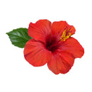 red hibiscus flower to indicate hibiscus fragrance available for custom scent