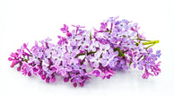 a panicle of lilac flowers lilac fragrance perfume oil