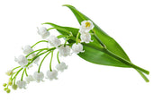 lily of the valley flower to indicate lily of the valley fragrance perfume available for custom scent
