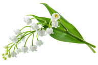 lily of the valley flower to indicate lily of the valley fragrance perfume available for custom scent