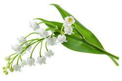 lily of the valley flower to indicate lily of the valley fragrance perfume available for custom scent